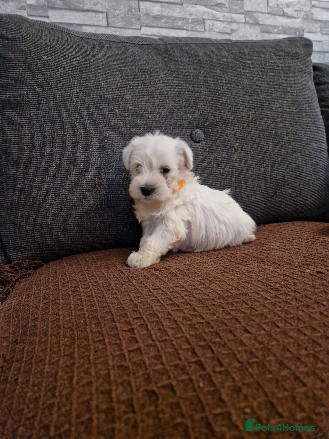 Miniature Schnauzer dogs for sale: Miniature schnauzer READY 21 DECEMBER  - Advert 9