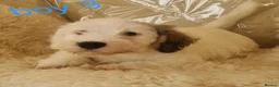Sealyham Terrier dogs for sale: 🐕🐕 4 adorable sealyham terrier puppies 🐕🐕 - Advert 6