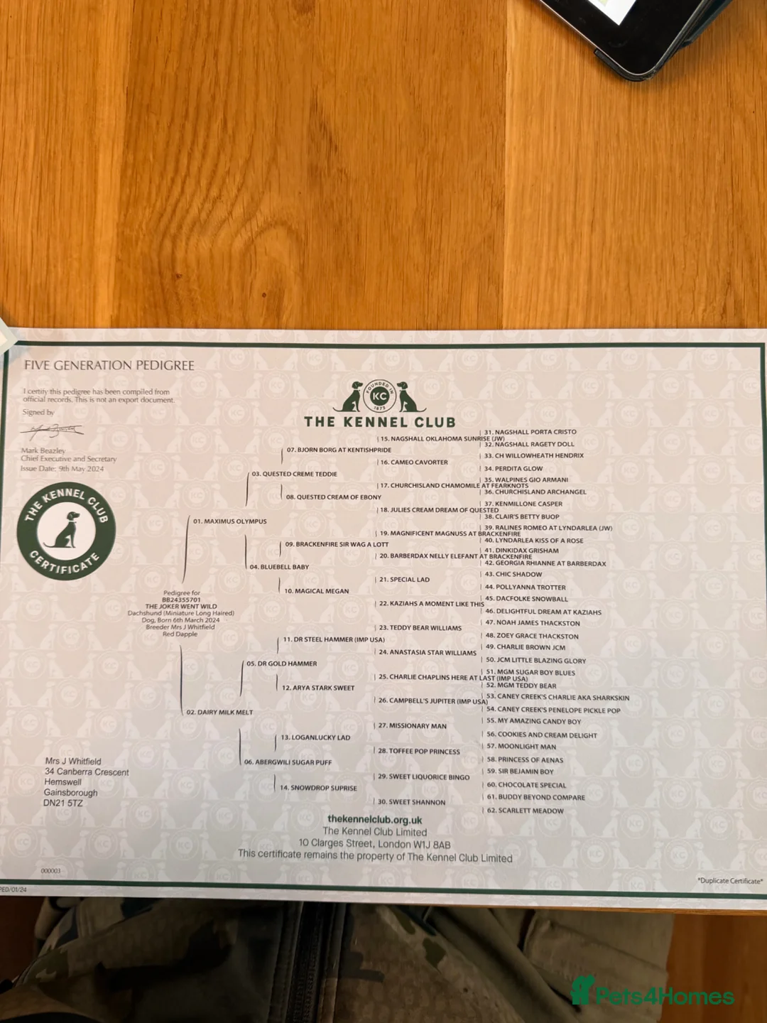 Miniature Dachshund dogs for stud: Miniature Long Haired Dachshund - Advert 2