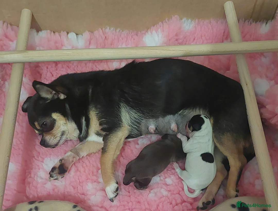 Chihuahua dogs for sale: Kc Reg Chihuahua Chocolate tri puppy - Advert 1