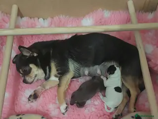 Chihuahua dogs Kc Reg Chihuahua Chocolate tri puppy - Advert 1