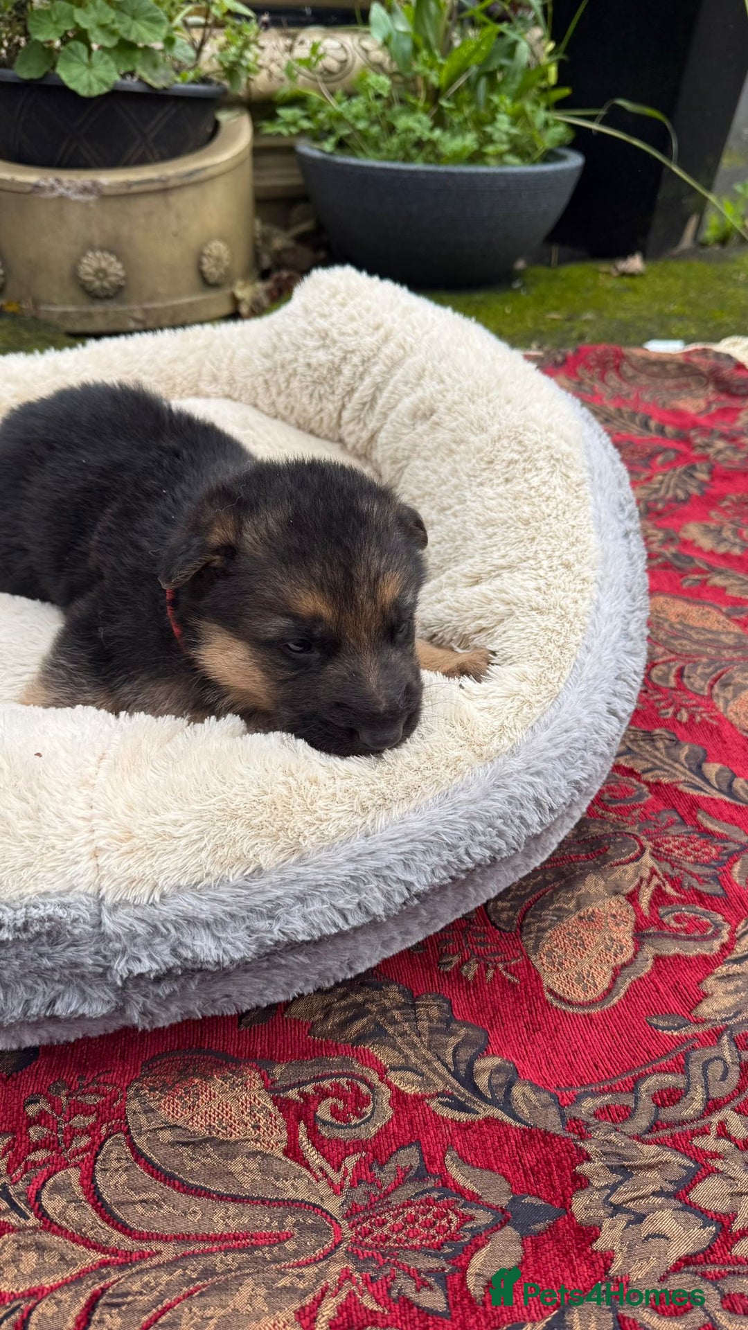 German Shepherd dogs for sale: German Shepherd puppy for sale - Image 20