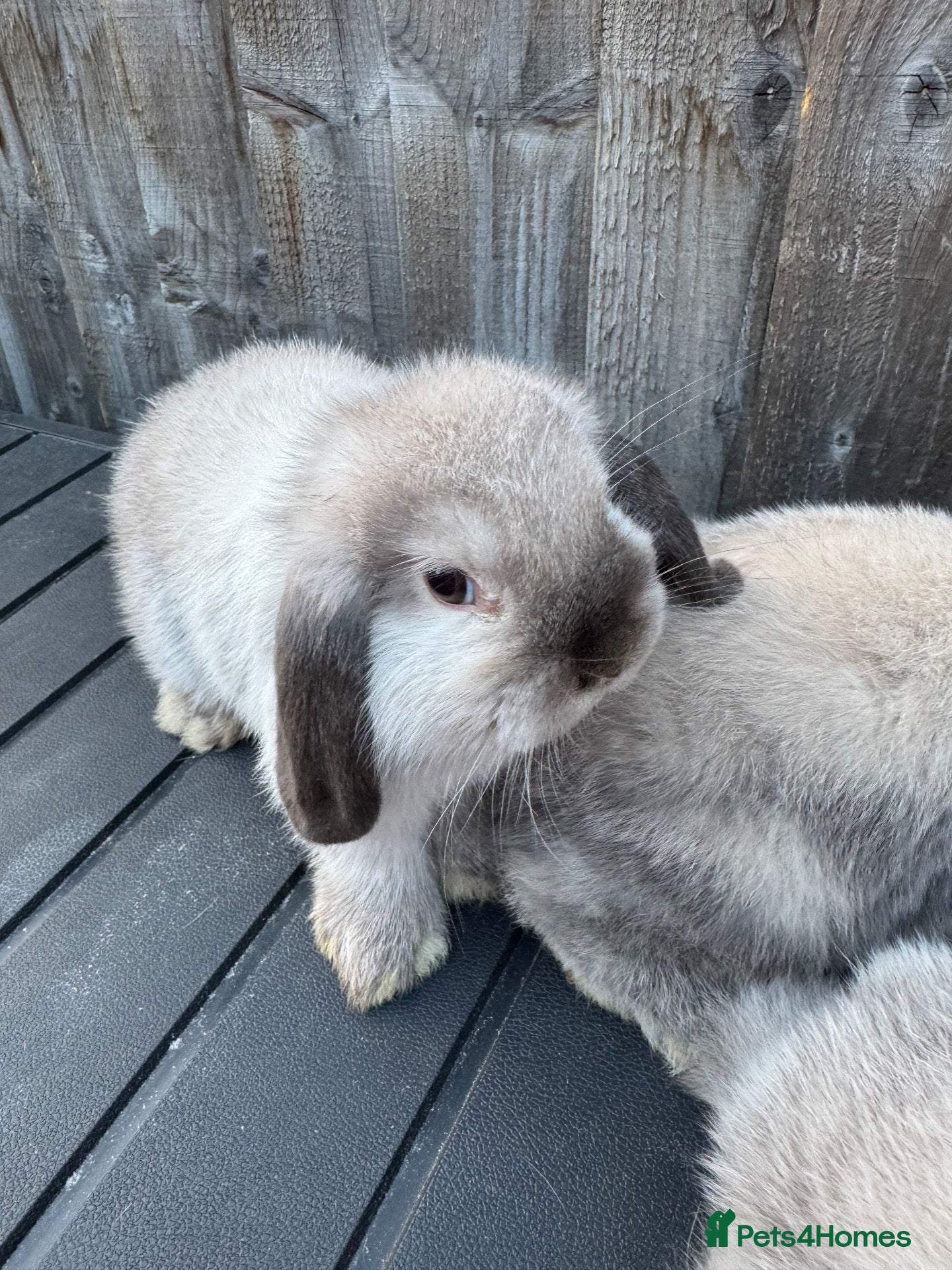Mini Lop rabbits Mini Lops - Advert 1