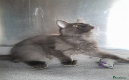 Maine Coon cats for sale: solid boys polydact maine coon  - Image 8