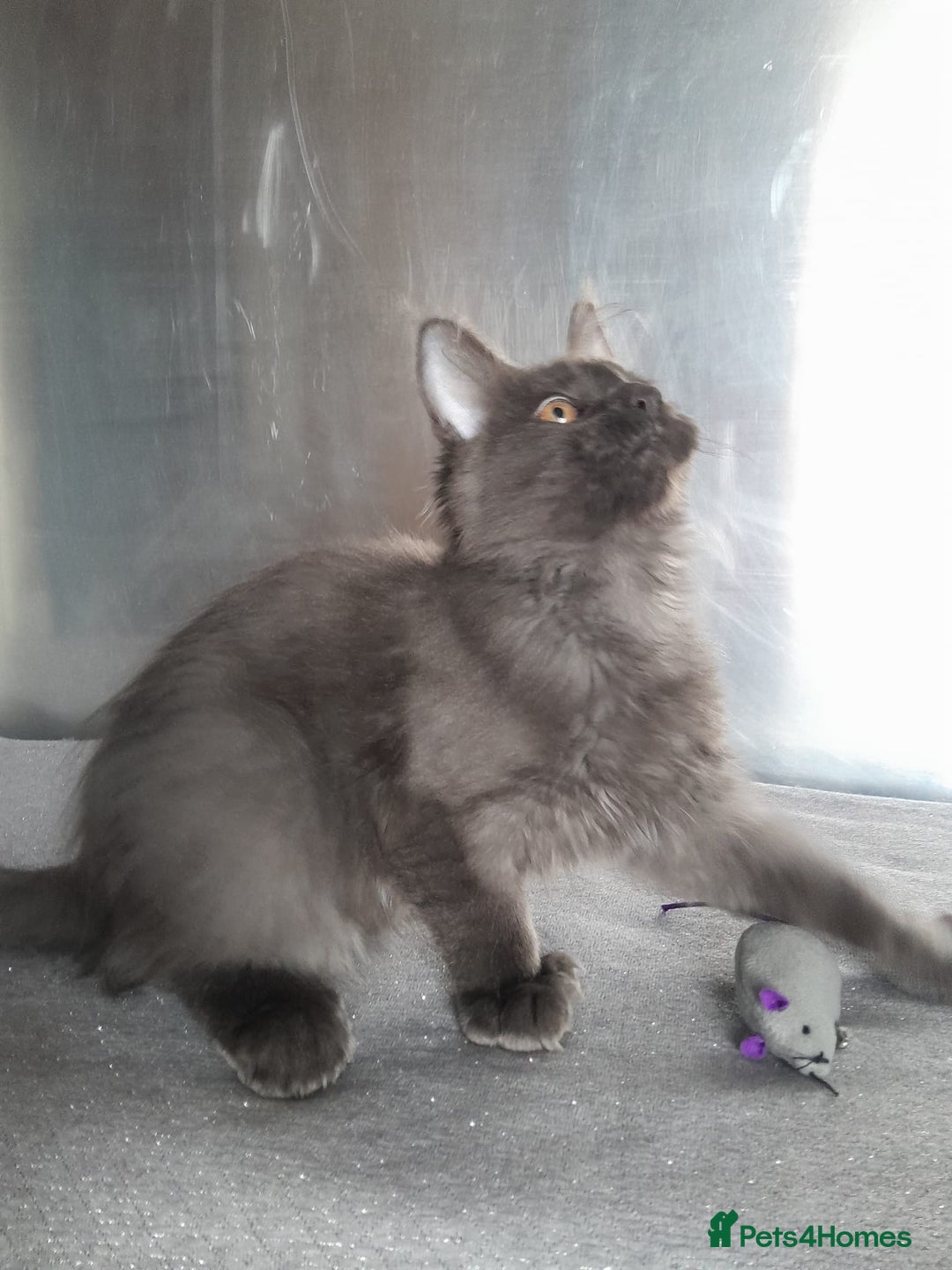 Maine Coon cats for sale: solid boys polydact maine coon  - Image 8