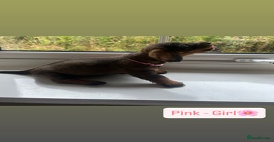 Dachshund dogs - Advert 5