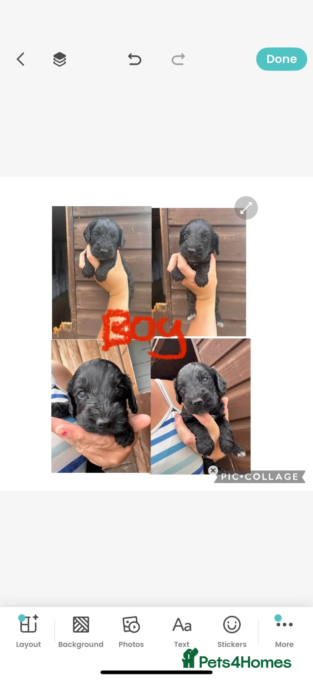 Cockapoo dogs for sale: Cockapoo puppies  - Advert 1