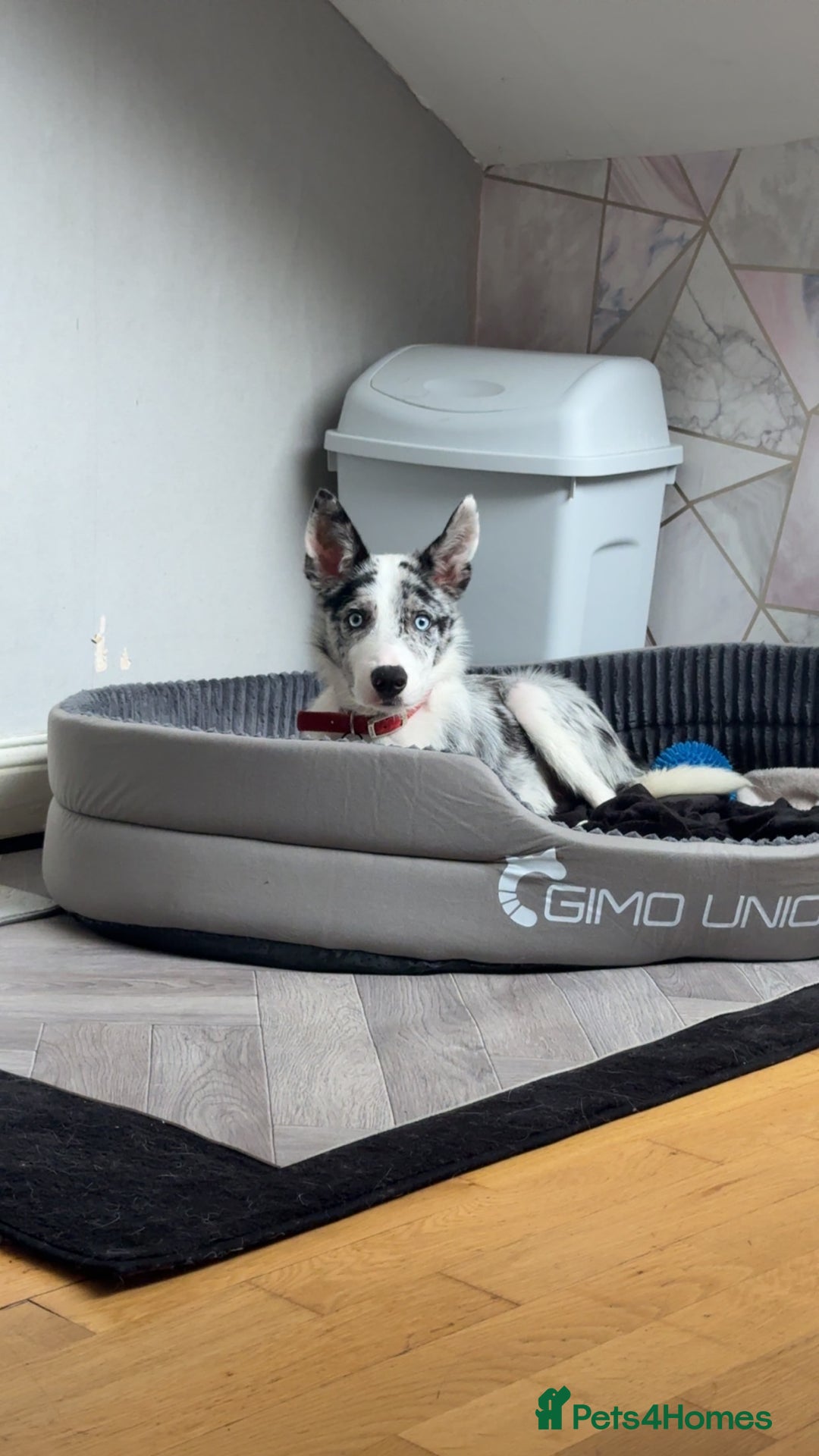 Mixed Breed dogs for sale: Blue Merle for sale  - Image 4