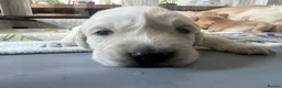 Golden Retriever dogs for sale: Beautiful Golden Retriever Puppies  - Advert 11