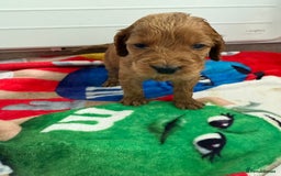 Cockapoo dogs for sale: 9 F1 cockapoo puppies for sale  - Image 4
