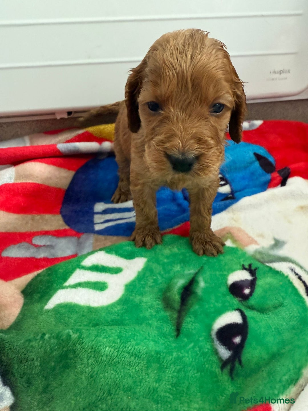 Cockapoo dogs for sale: 9 F1 cockapoo puppies for sale  - Image 4