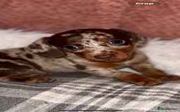 Dachshund dogs for sale: Beautiful mini dash  - Image 3