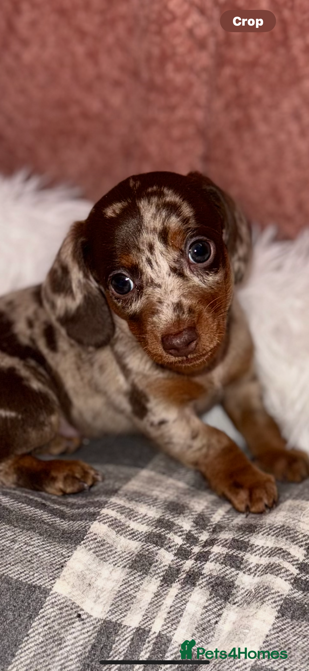 Dachshund dogs for sale: Beautiful mini dash  - Image 3