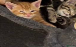 Mixed Breed cats for sale: Beautiful ginger & tabby kittens 🐾 ❤️  - Image 9