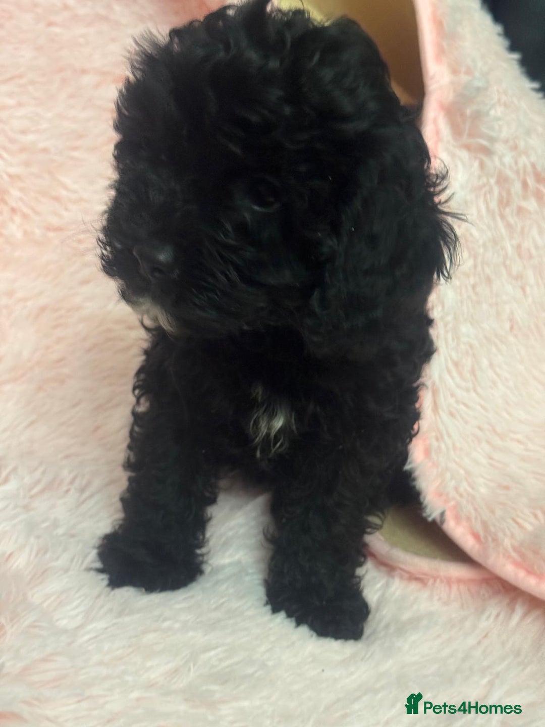 Cavapoo dogs for sale: Ready now, extensively health tested F1 cavapoo - Advert 1