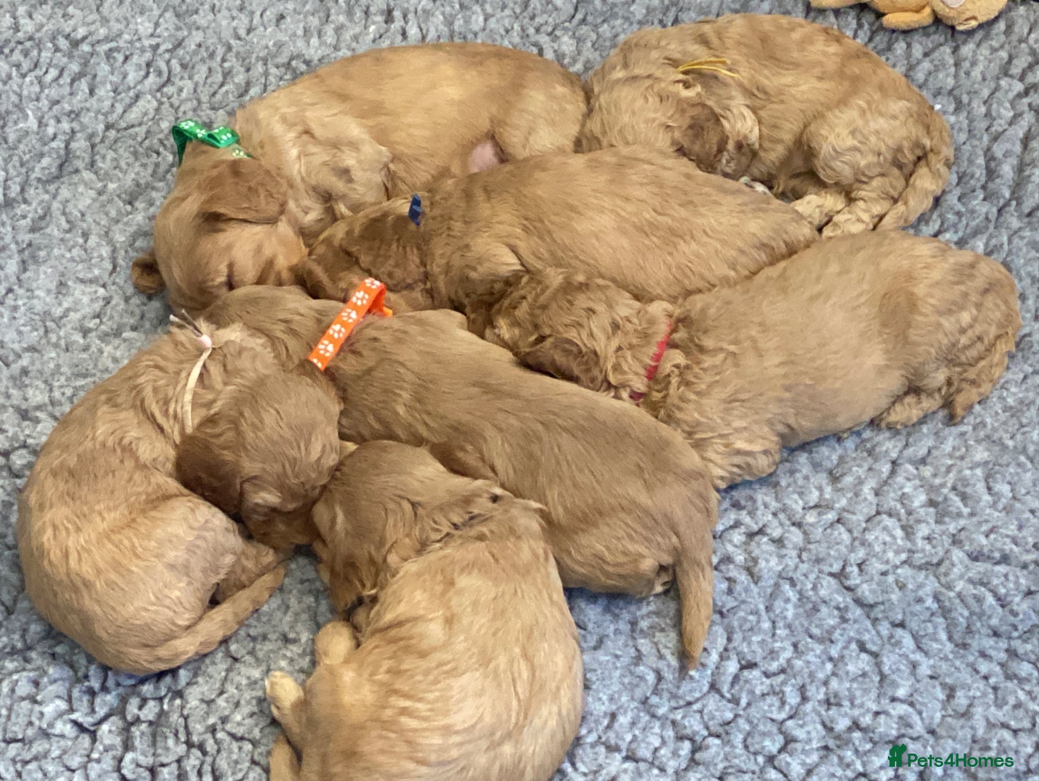 Cockapoo dogs DNA Tested Apricot Cockapoo Puppies - Advert 1