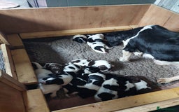 English Springer Spaniel dogs for sale: Quality Spaniel Litter at Sandaharr  - Image 7