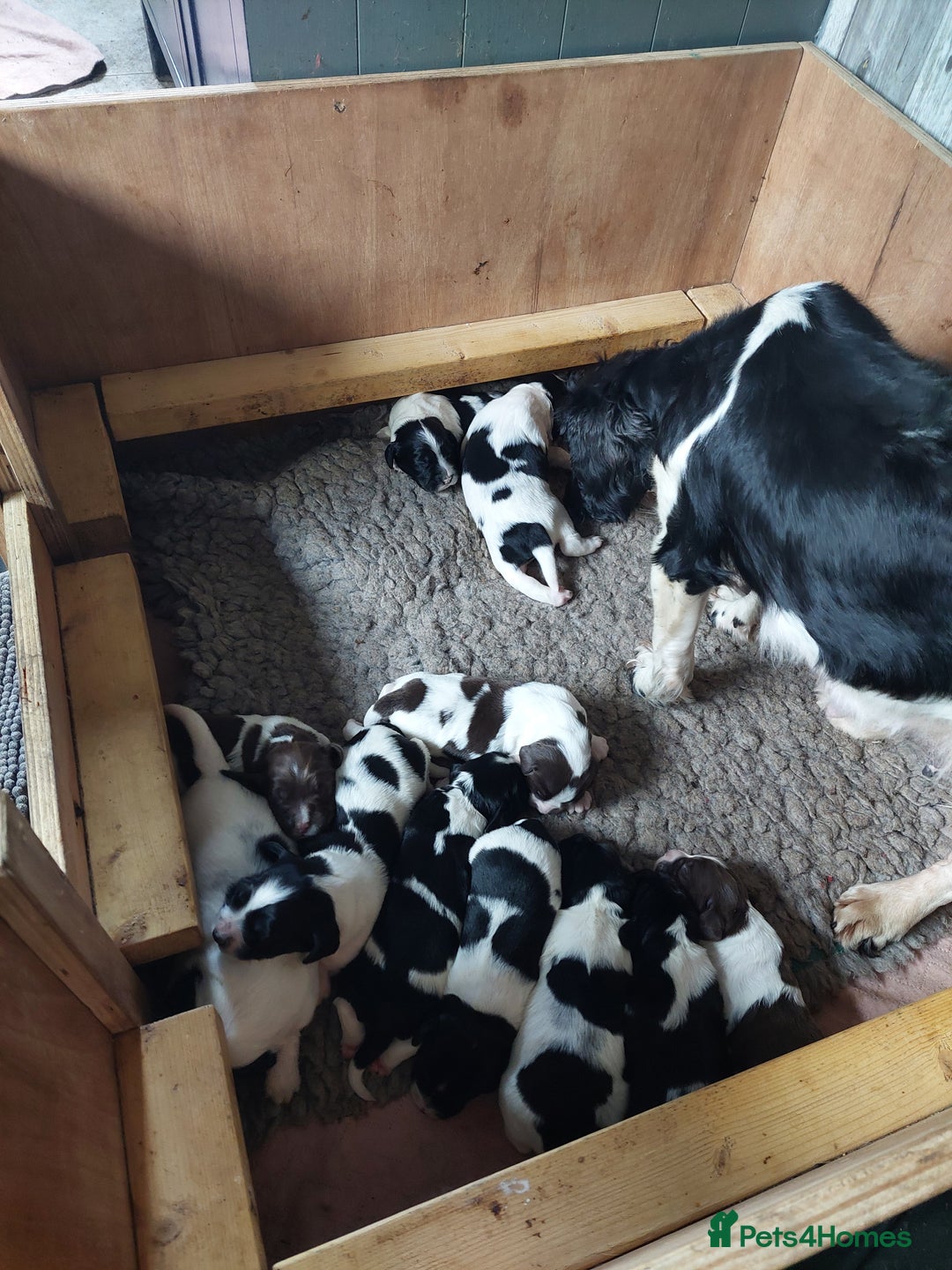 English Springer Spaniel dogs for sale: Quality Spaniel Litter at Sandaharr  - Image 7