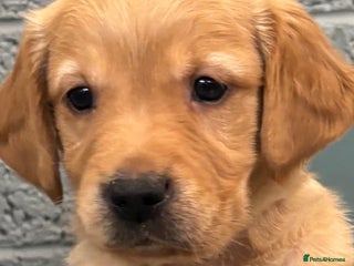 Golden Retriever dogs Golden retriever puppies - Advert 2