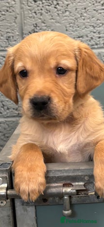 Golden Retriever dogs - Advert 1