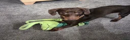 Miniature Dachshund dogs for stud: MINI DASCHUND FOR STUD - Advert 3