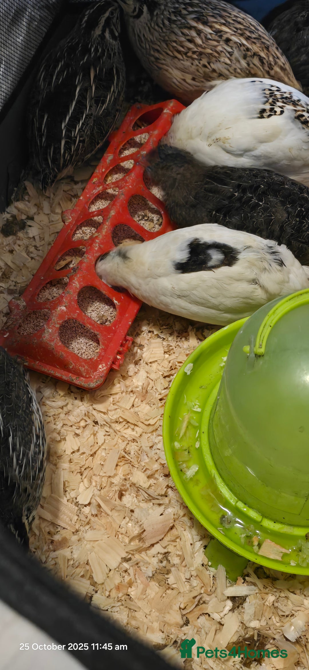 Quail poultry for sale: 🌟 Adult Quails for Sale! 🌟 - Image 3