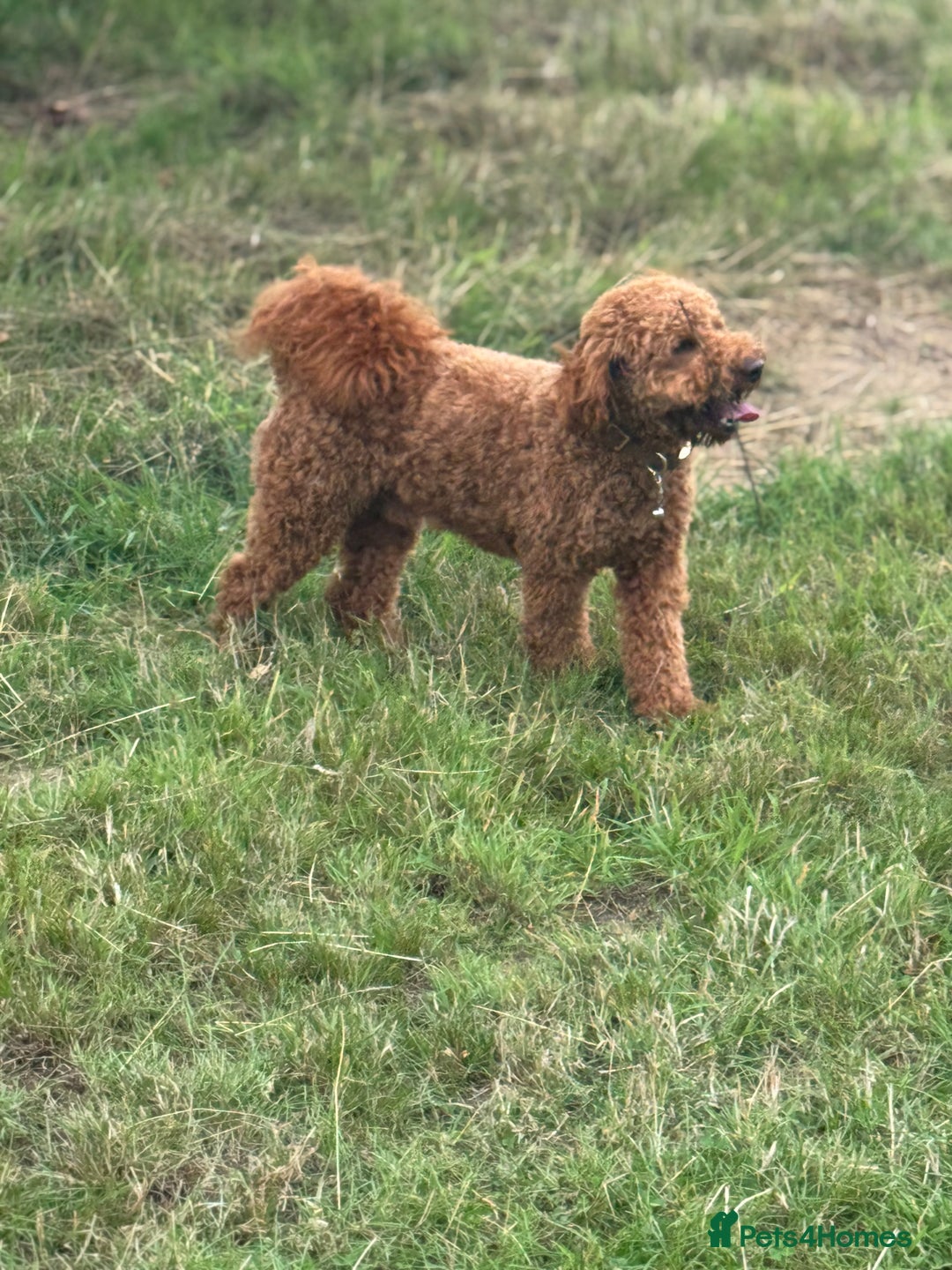 Miniature Poodle dogs for stud: Handsome Miniature Poodle Stud  - Image 4