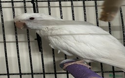 Parrots birds for sale: Female Quaker and cage  - Image 1