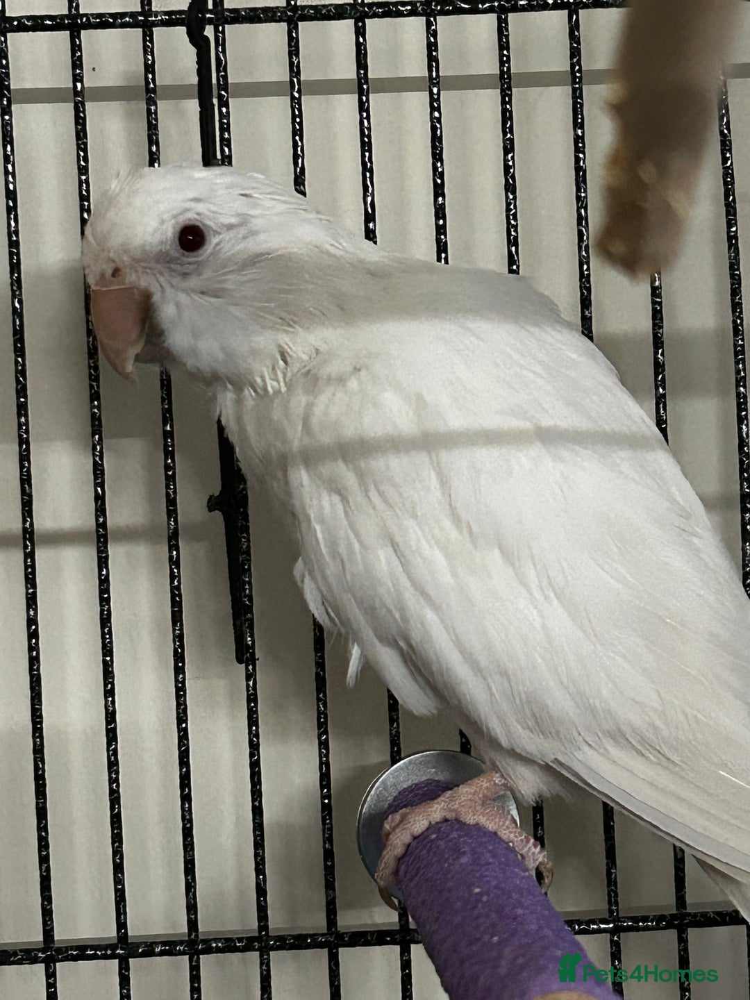 Parrots birds for sale: Female Quaker and cage  - Image 1