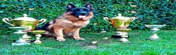 German Shepherd dogs for stud: Yoko von Empiere– AVAILABLE FOR STUD - Advert 3