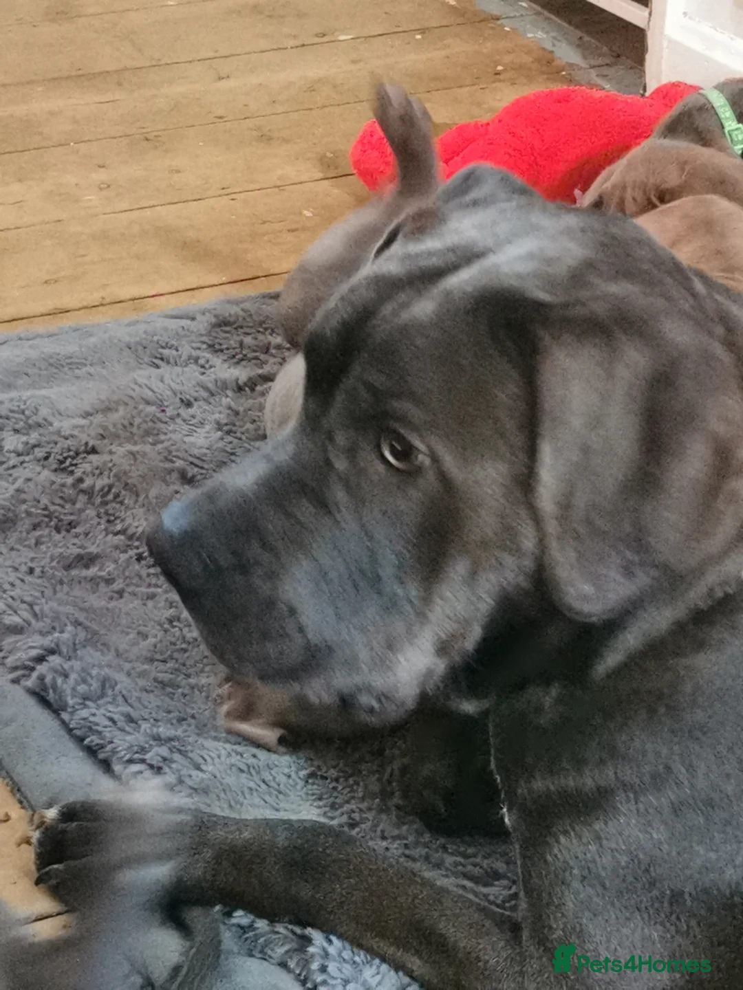 Cane Corso dogs for sale: Cane corso puppies - Advert 2