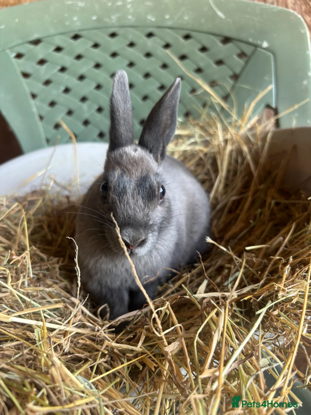 Polish rabbits for sale: Stunning litter of polish dwarf rabbits  - Advert 13