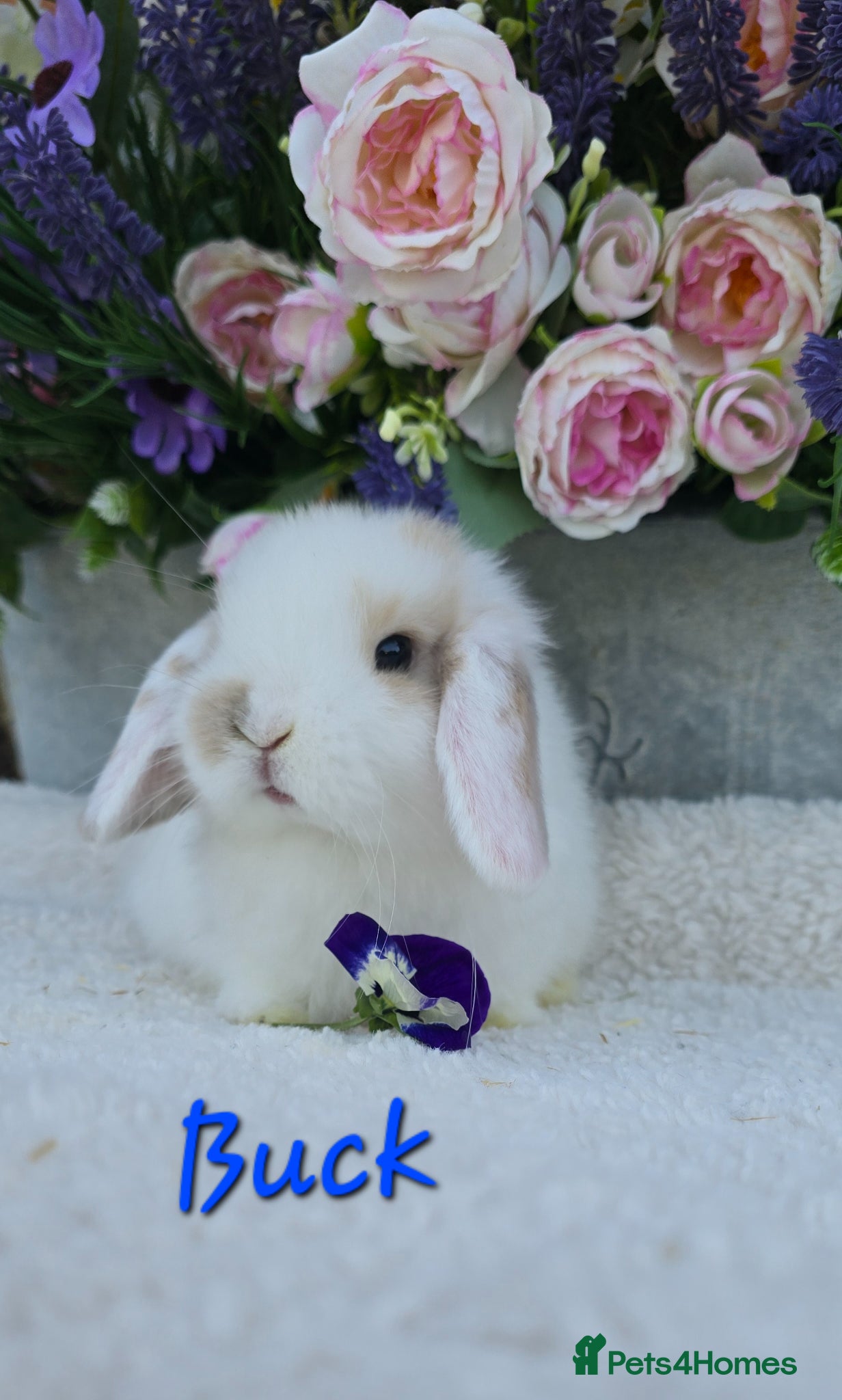 Mini Lop rabbits Beautiful quality mini lops - Advert 2