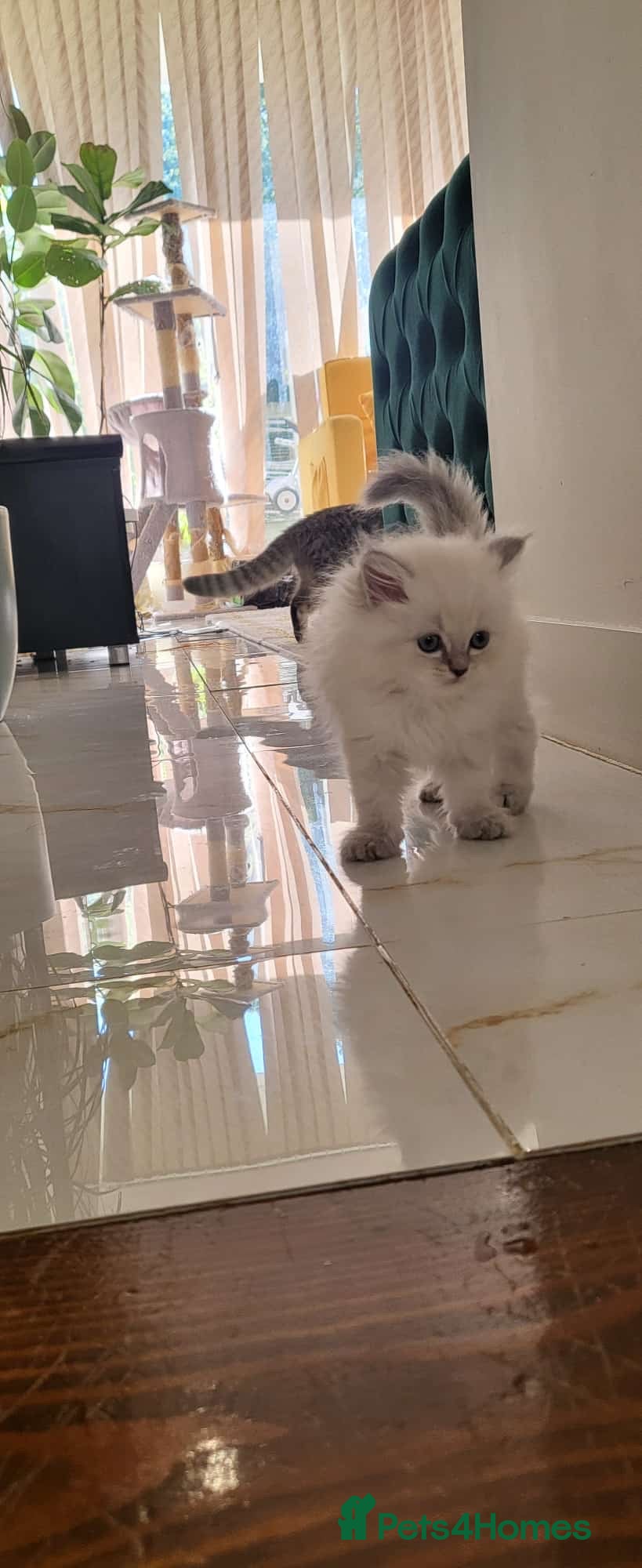 Ragdoll cats 4  wonderful ragdoll kitten looking for happy Homy - Advert 1