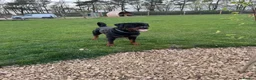 Rottweiler dogs for stud: Stud dog available  - Advert 2