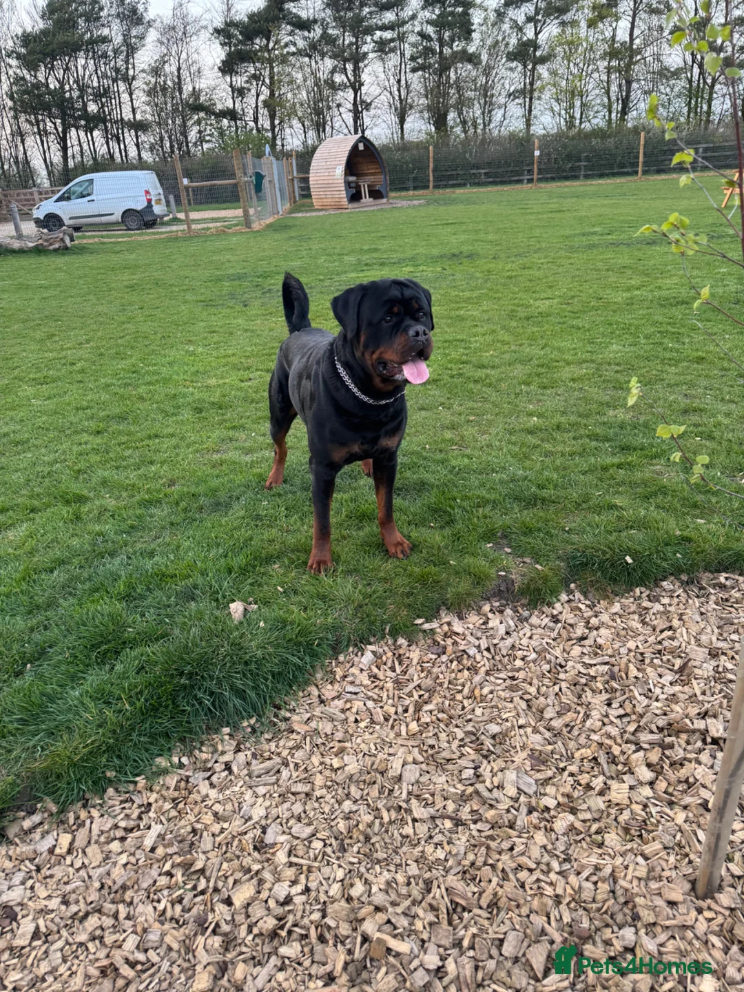 Rottweiler dogs for stud: Stud dog available  - Advert 2