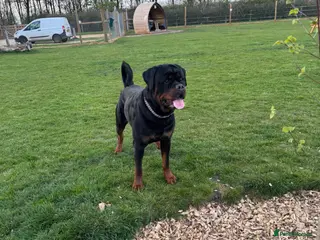 Rottweiler dogs Stud dog available - Advert 7