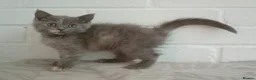 British Shorthair cats for sale: Stunning short haired kittens  - Advert 10