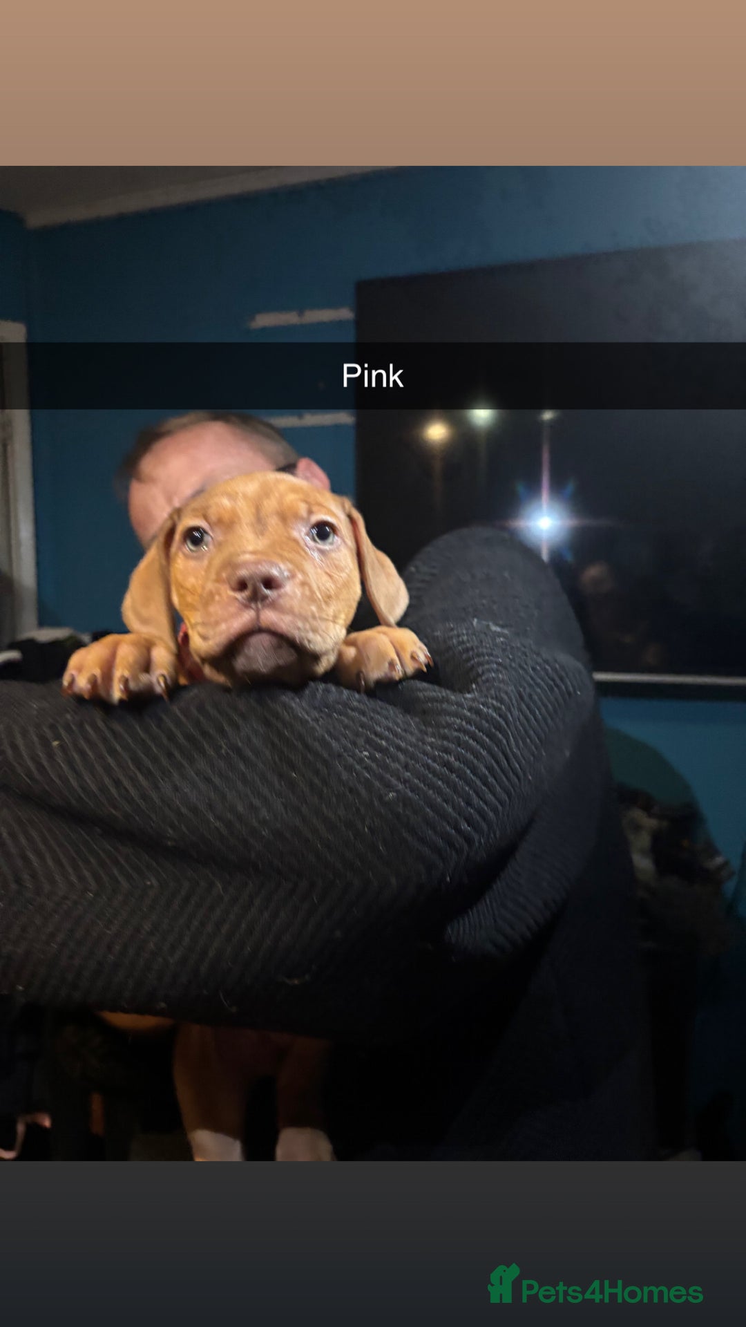 Mixed Breed dogs for sale: mastiffxrottweiler available now last 3 girls left - Advert 32