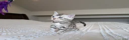 Bengal cats for sale: 🖤🩶🤍 Stunning Bengal Kittens 🤍🩶🖤 - Advert 21