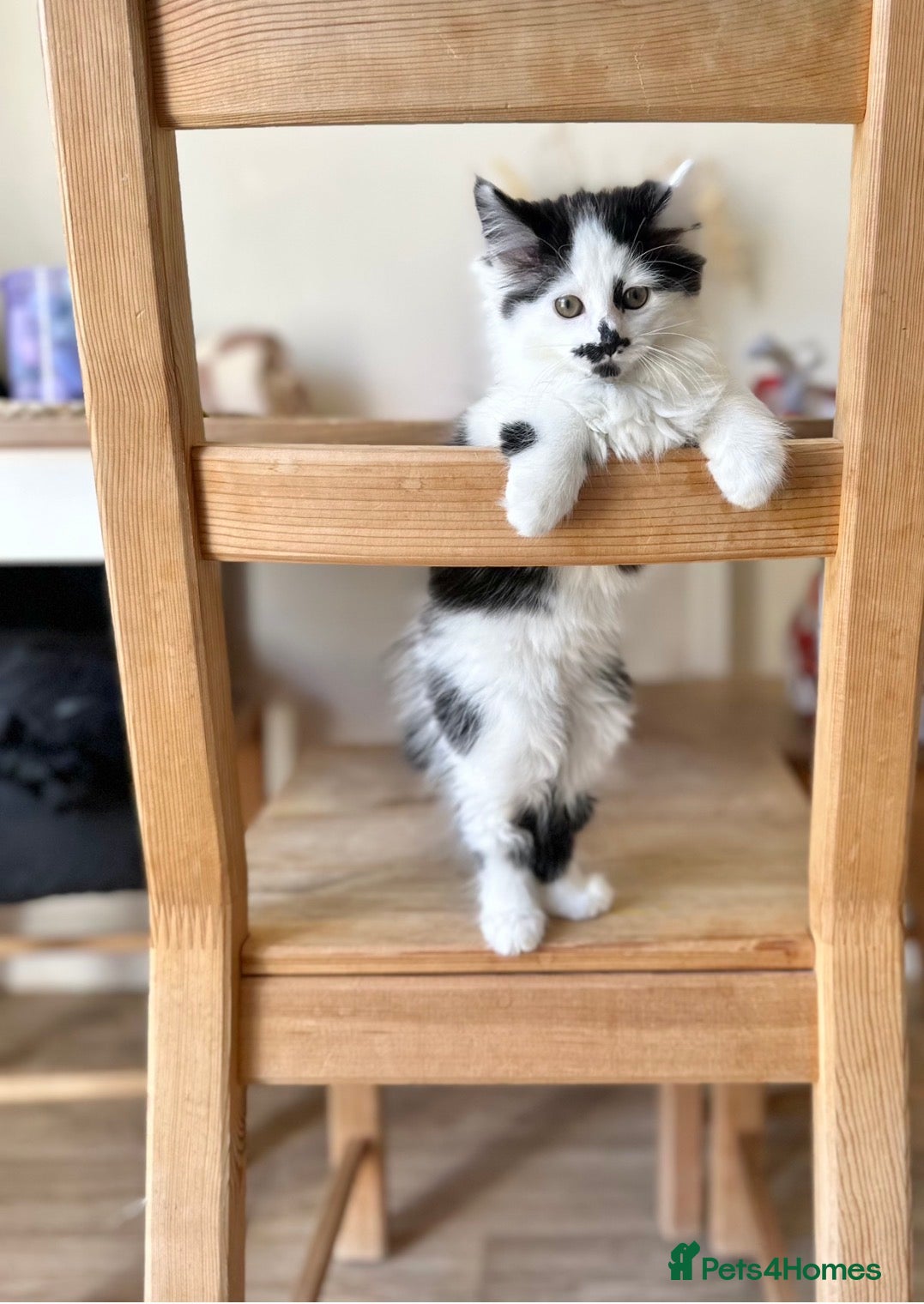 Maine Coon cats Maincoon x domestic shorthair kittens  - Advert 1