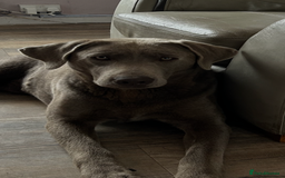 Labrador Retriever dogs for sale: Labrador - Image 3
