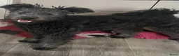 Hungarian Pumi dogs for sale: Gary The Pumi - Advert 5