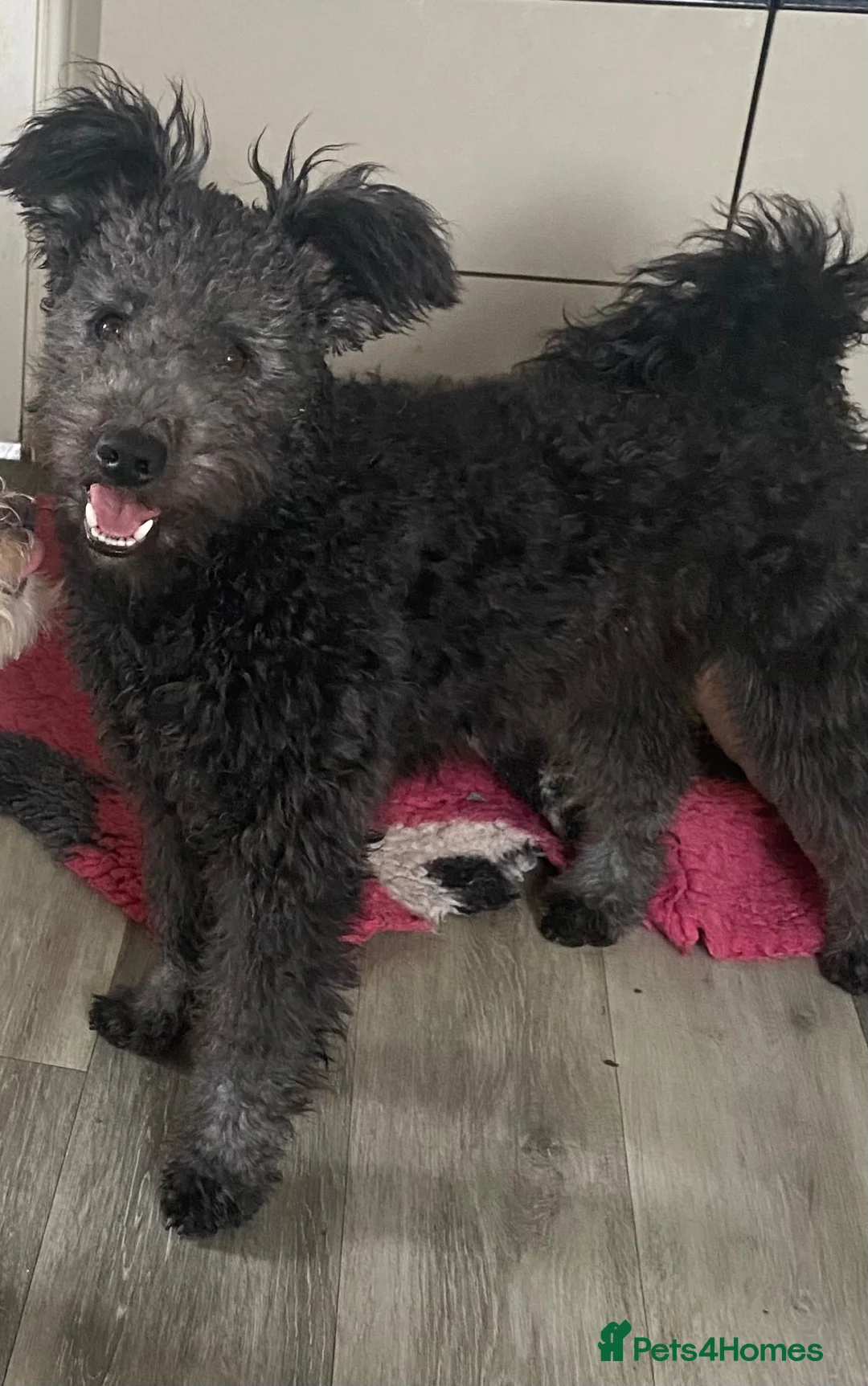 Hungarian Pumi dogs for sale: Gary The Pumi - Advert 5