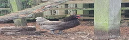 Chickens poultry for sale: 2 beautiful chooks laying well - Advert 2