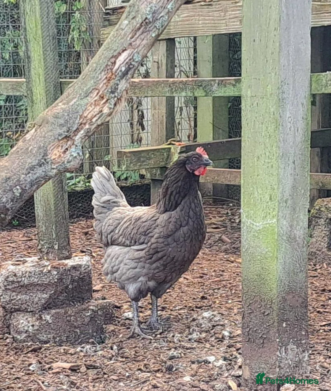 Chickens poultry for sale: 2 beautiful chooks laying well - Advert 2