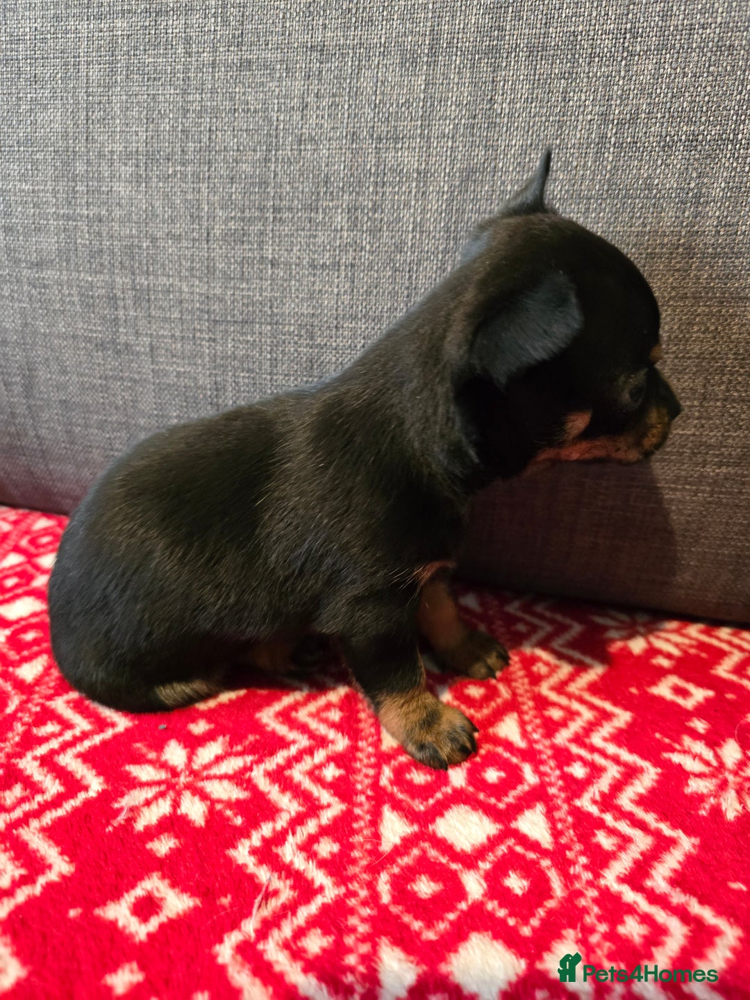 Chihuahua dogs for sale: Chihuahua puppies - Advert 4