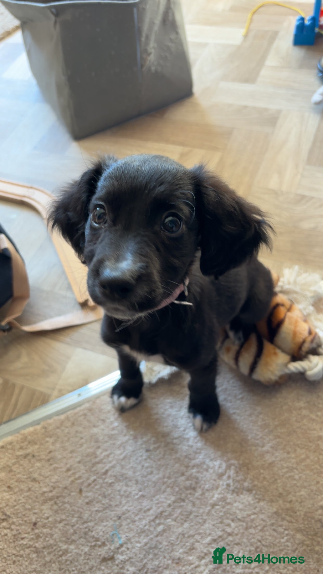 Mixed Breed dogs Sprocker/lurcher - Advert 3