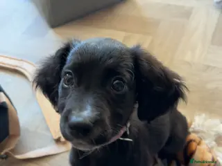 Mixed Breed dogs Sprocker/lurcher - Advert 7