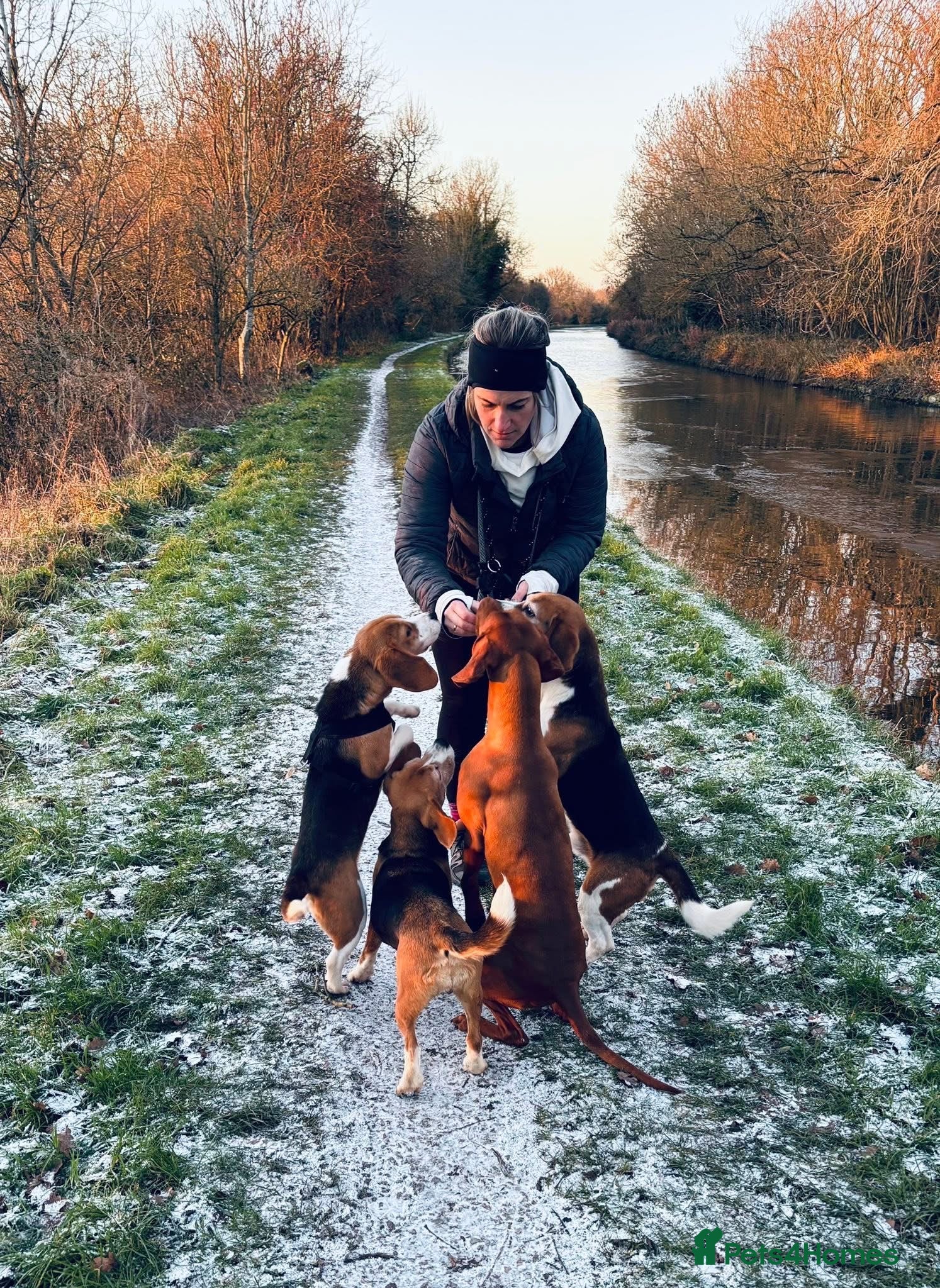 Beagle dogs Stunning KC beagles  - Advert 2